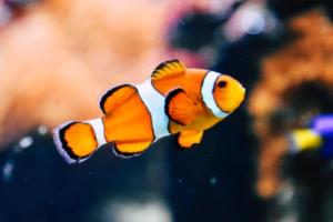 德甲联赛规律总结，从数据到策略的深度分析德甲联赛规律总结图解